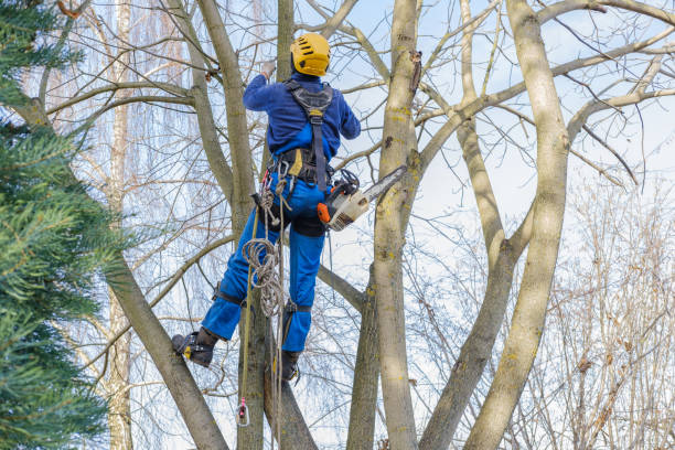 Trusted Oak Grove, MO Tree Care Experts